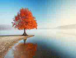 定‌时​清‌理﻿app